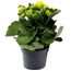 Kalanchoe gelb, gefüllte und einfach blühend 10,5 cm Topf