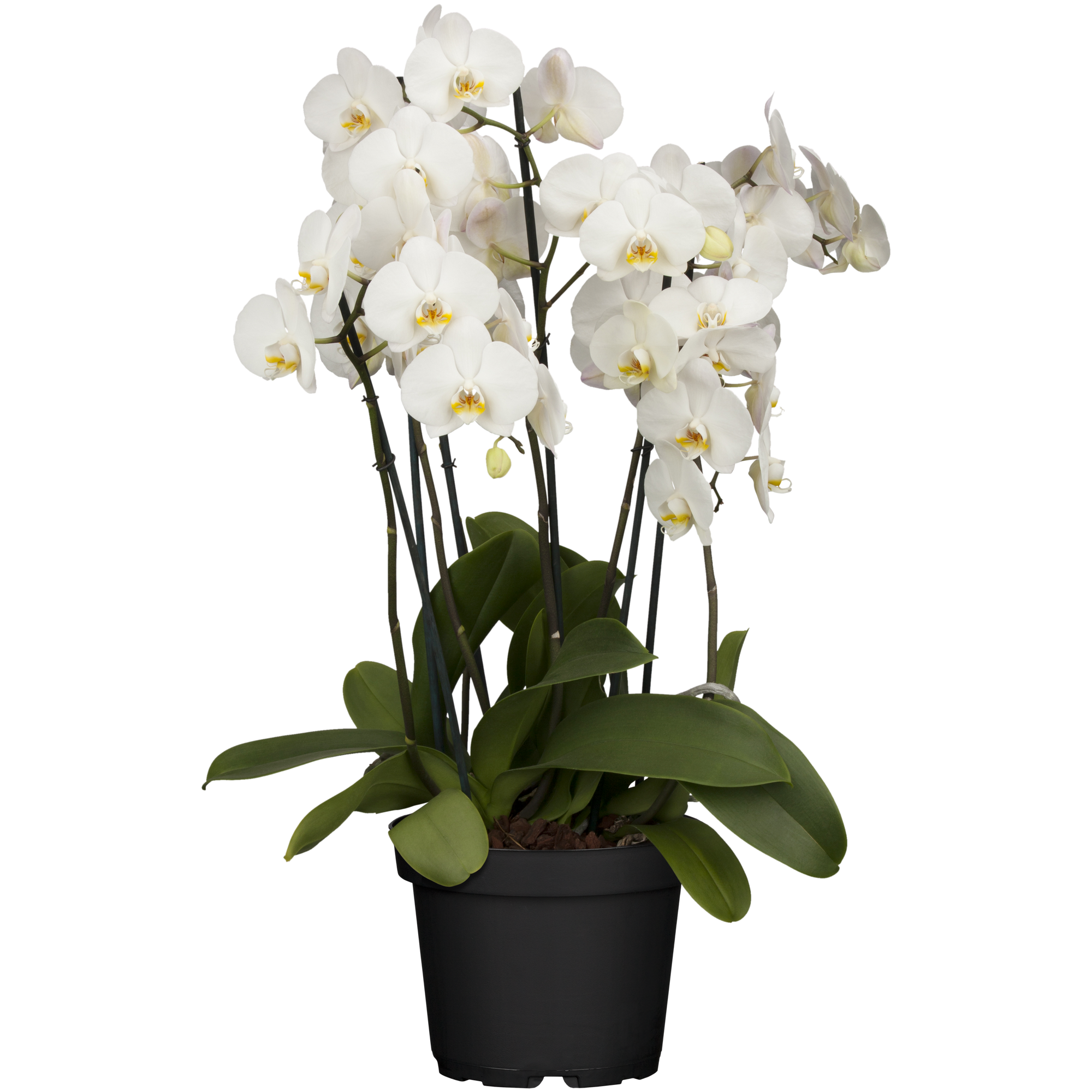 Schmetterlingsorchidee 5 Rispen verschiedene Sorten, 12 cm Topf