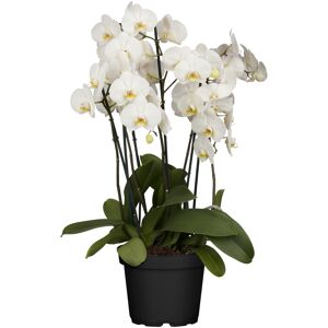 Schmetterlingsorchidee 5 Rispen verschiedene Sorten, 12 cm Topf