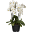 Schmetterlingsorchidee 5 Rispen verschiedene Sorten, 12 cm Topf