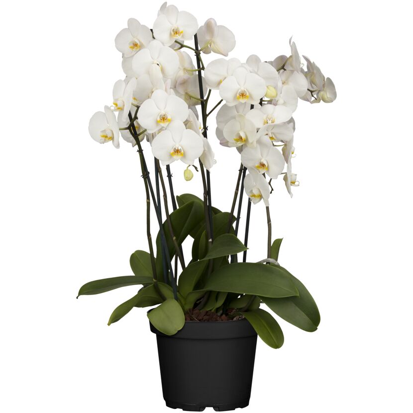 Schmetterlingsorchidee 5 Rispen verschiedene Sorten, 12 cm Topf