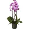 Schmetterlingsorchidee 5 Rispen verschiedene Sorten, 12 cm Topf