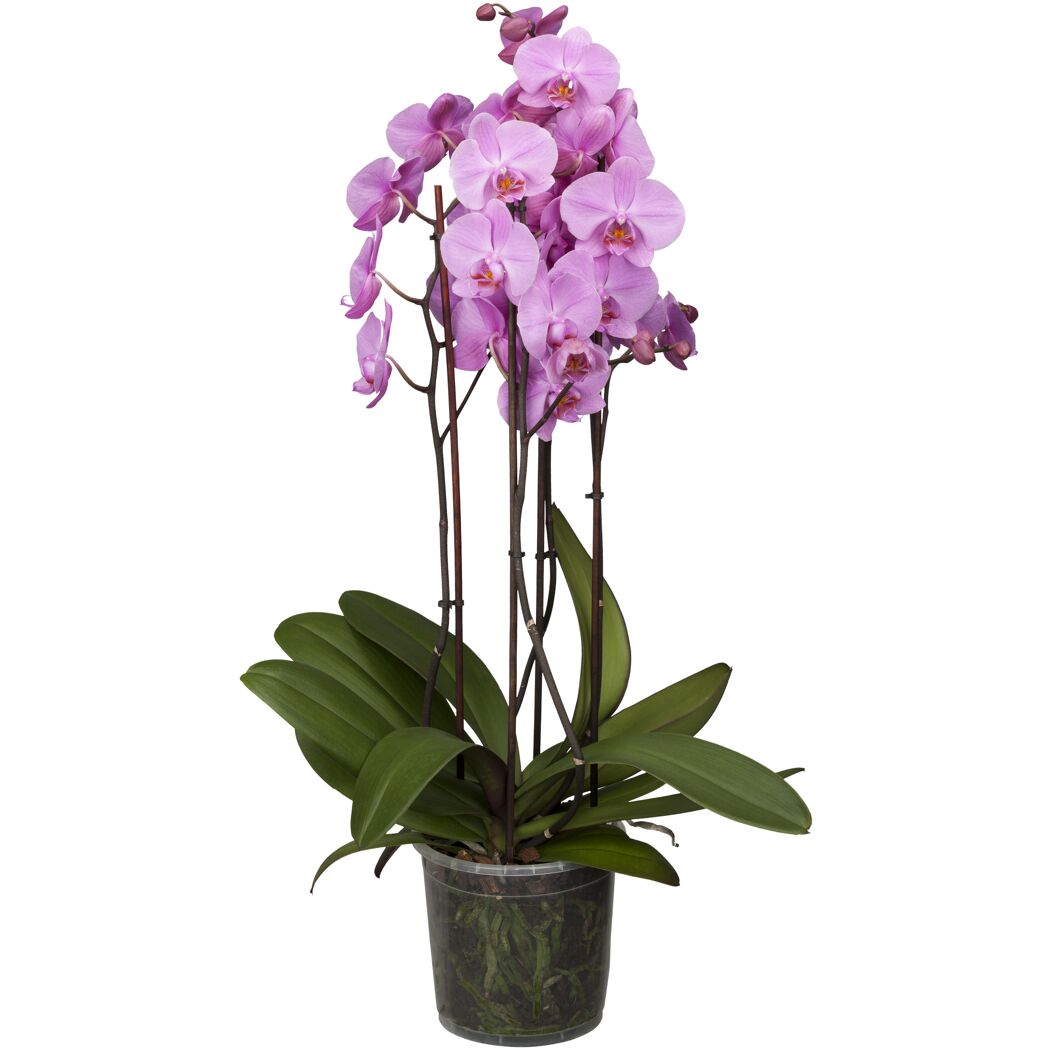 Schmetterlingsorchidee 5 Rispen verschiedene Sorten, 12 cm Topf