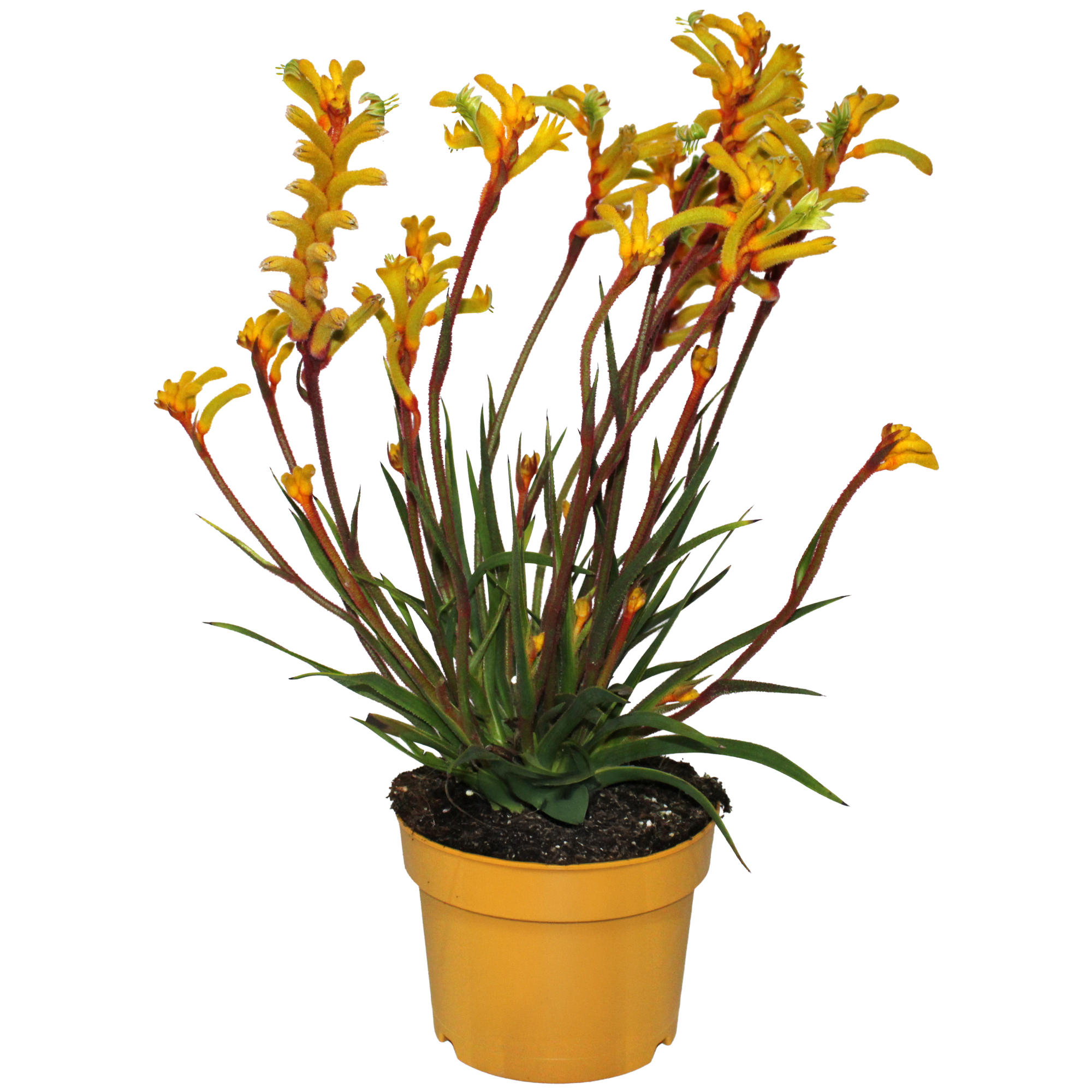 Kängurupfote 17 cm Topf