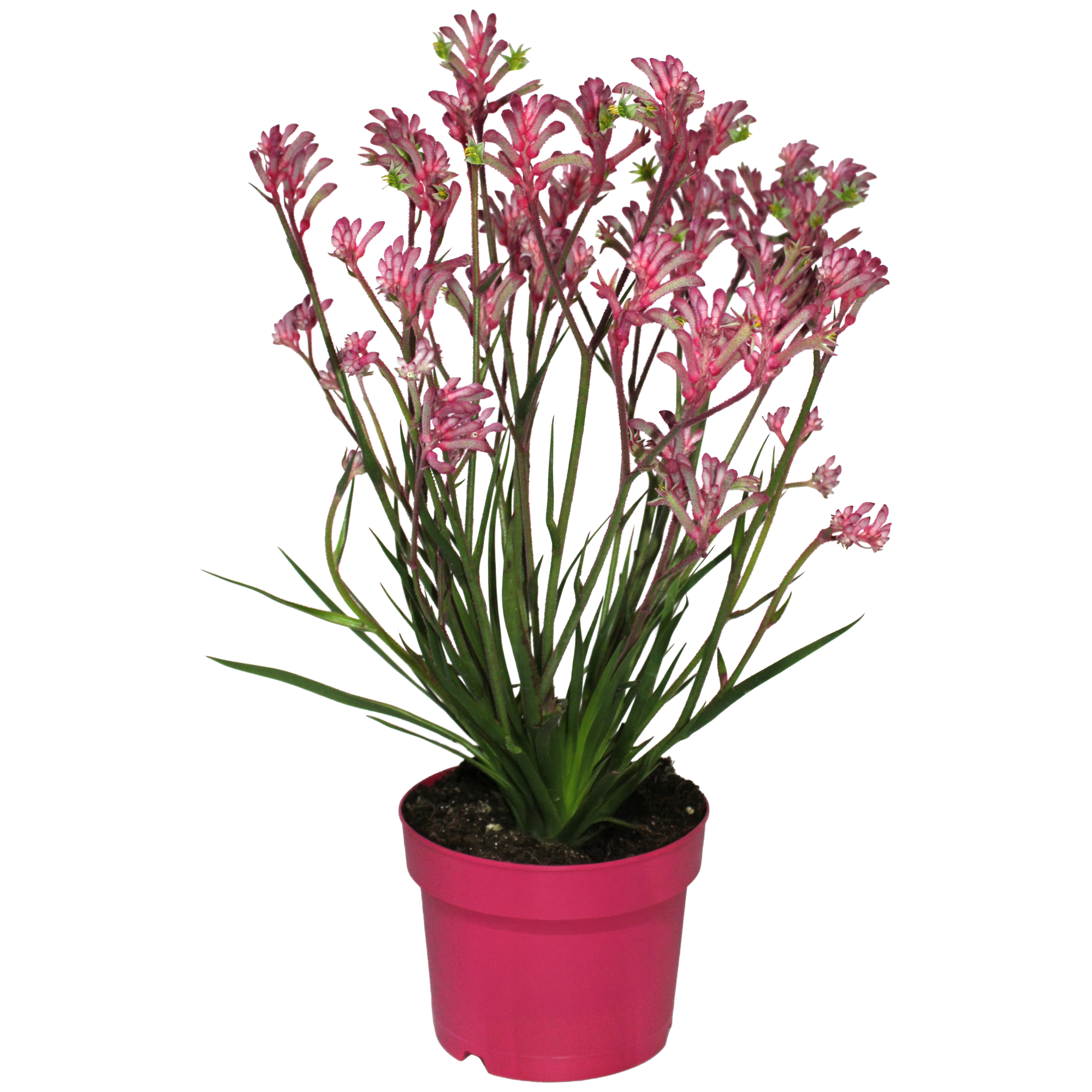 Kängurupfote 17 cm Topf