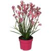 Kängurupfote 17 cm Topf
