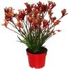 Kängurupfote 17 cm Topf