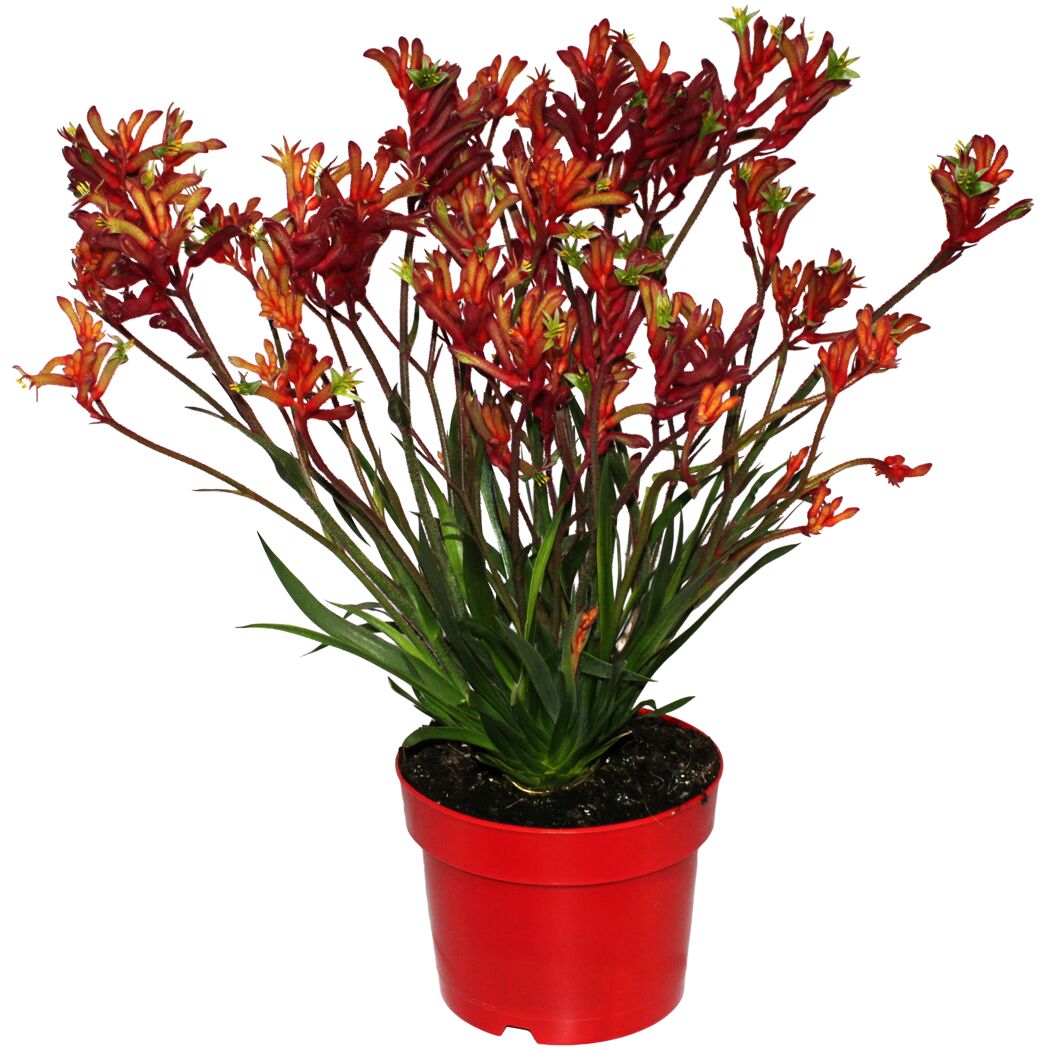 Kängurupfote 17 cm Topf
