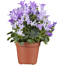 Glockenblume 'GET MEE®' 14 cm Topf