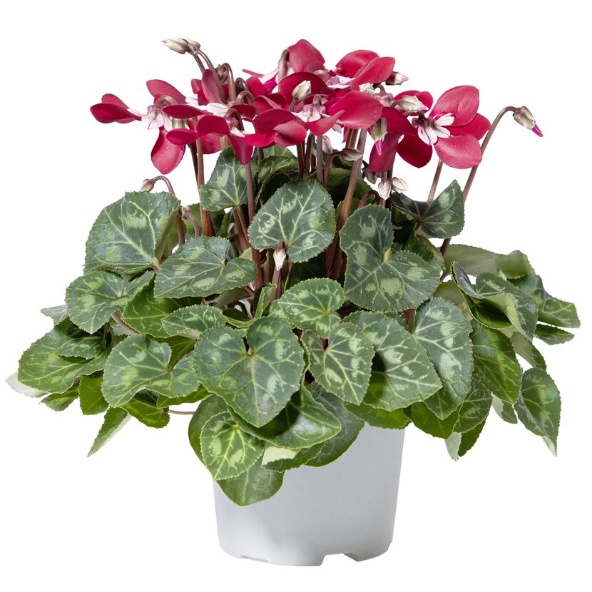 Alpenveilchen 'Djix' 10,5 cm Topf