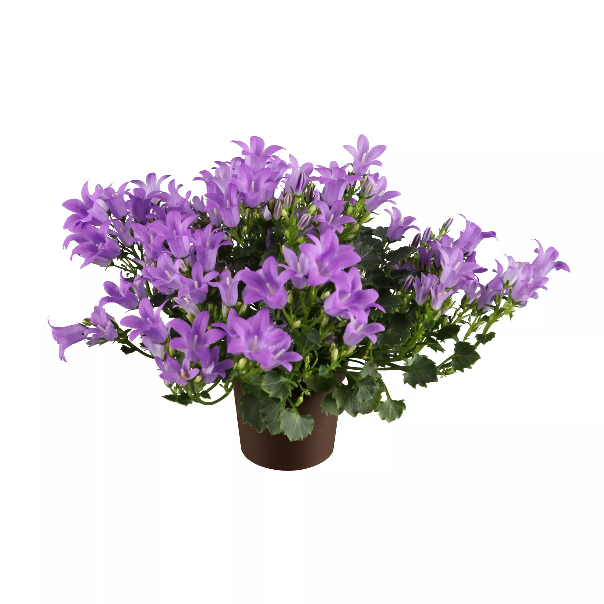 Glockenblume 'Take Mee®' verschiedene Farben 10,5 cm Topf