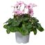 Alpenveilchen 'Illusia' 13 cm Topf