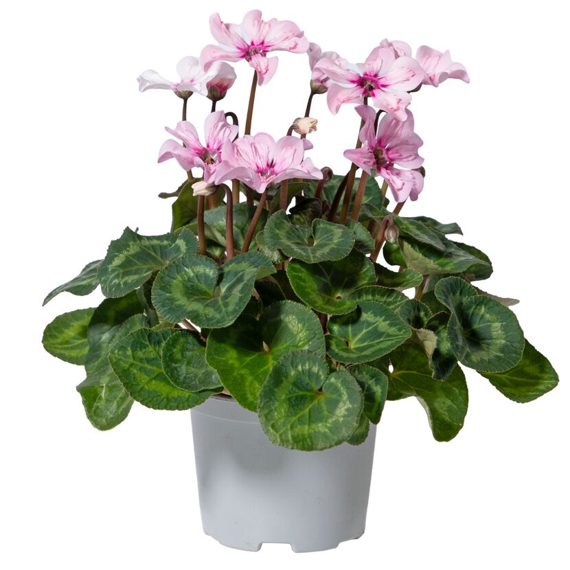 Alpenveilchen 'Illusia' 13 cm Topf