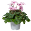 Alpenveilchen 'Illusia' 13 cm Topf