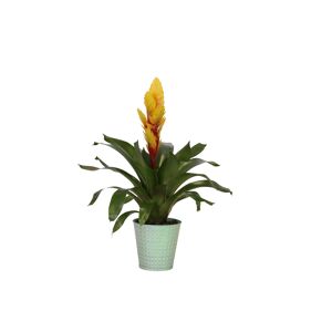 Bromelie Orlanda verschiedene Sorten 13 cm Topf