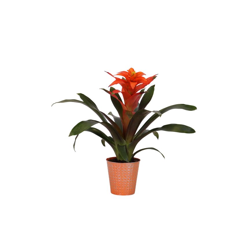 Orangenfarbene Bromelie im Topf