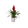 Rote Bromelie im Topf