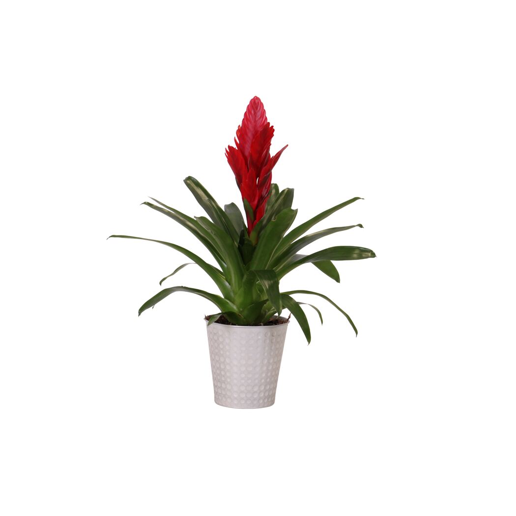 Rote Bromelie im Topf