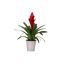 Rote Bromelie im Topf