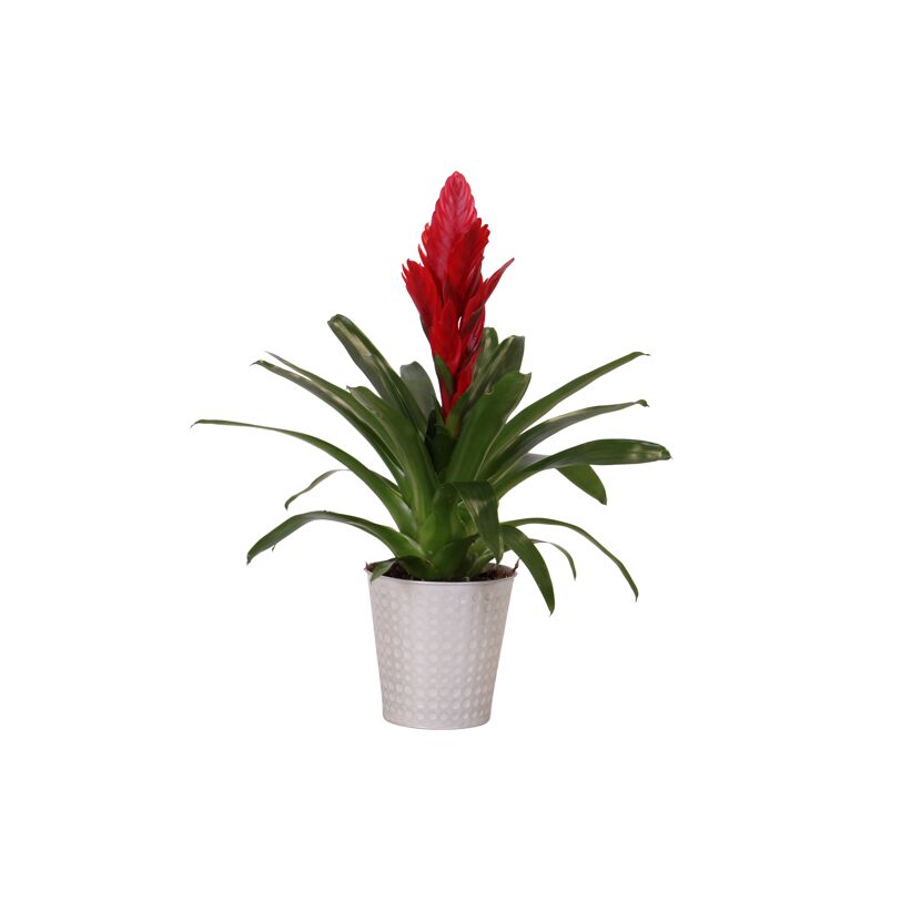 Rote Bromelie im Topf