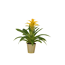 Bromelie Orlanda verschiedene Sorten 13 cm Topf