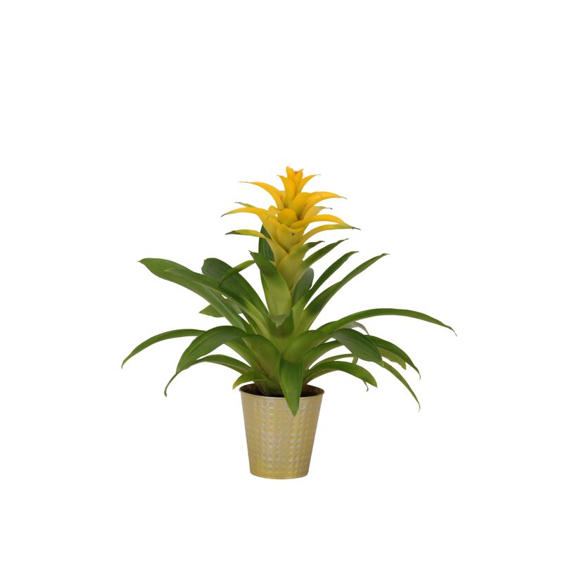 Gelbe Bromelie in einem goldenen Topf