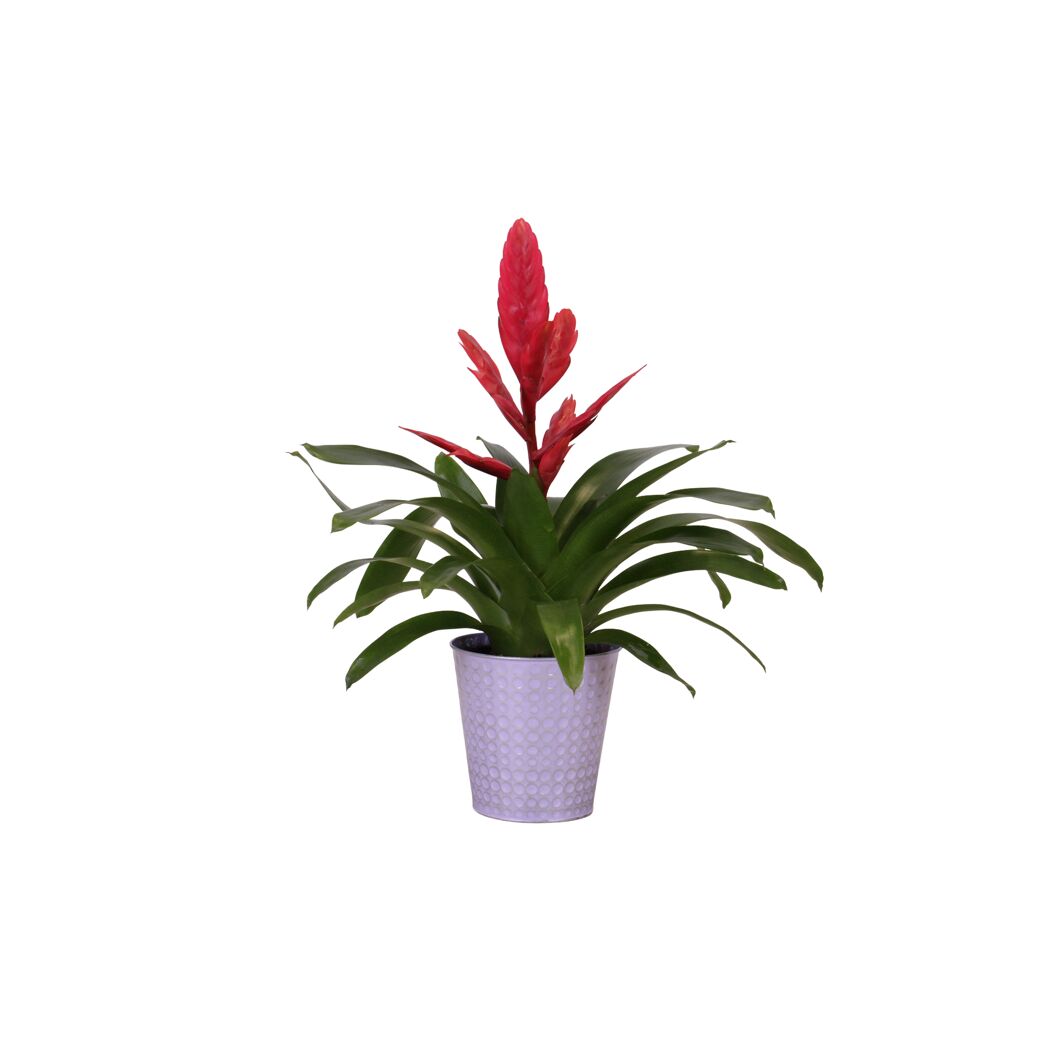 Rote Bromelie im Topf