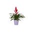 Rote Bromelie im Topf