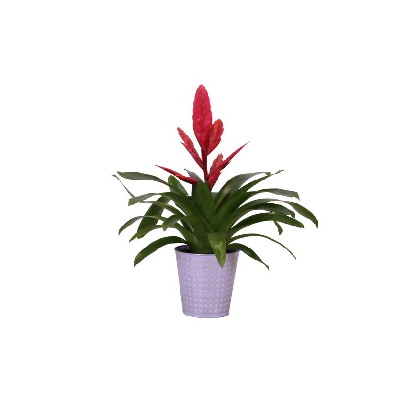 Rote Bromelie im Topf