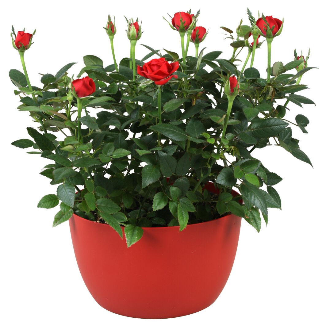 Topf mit roten Rosen