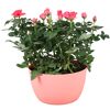Rosafarbene Rosen in einem Topf
