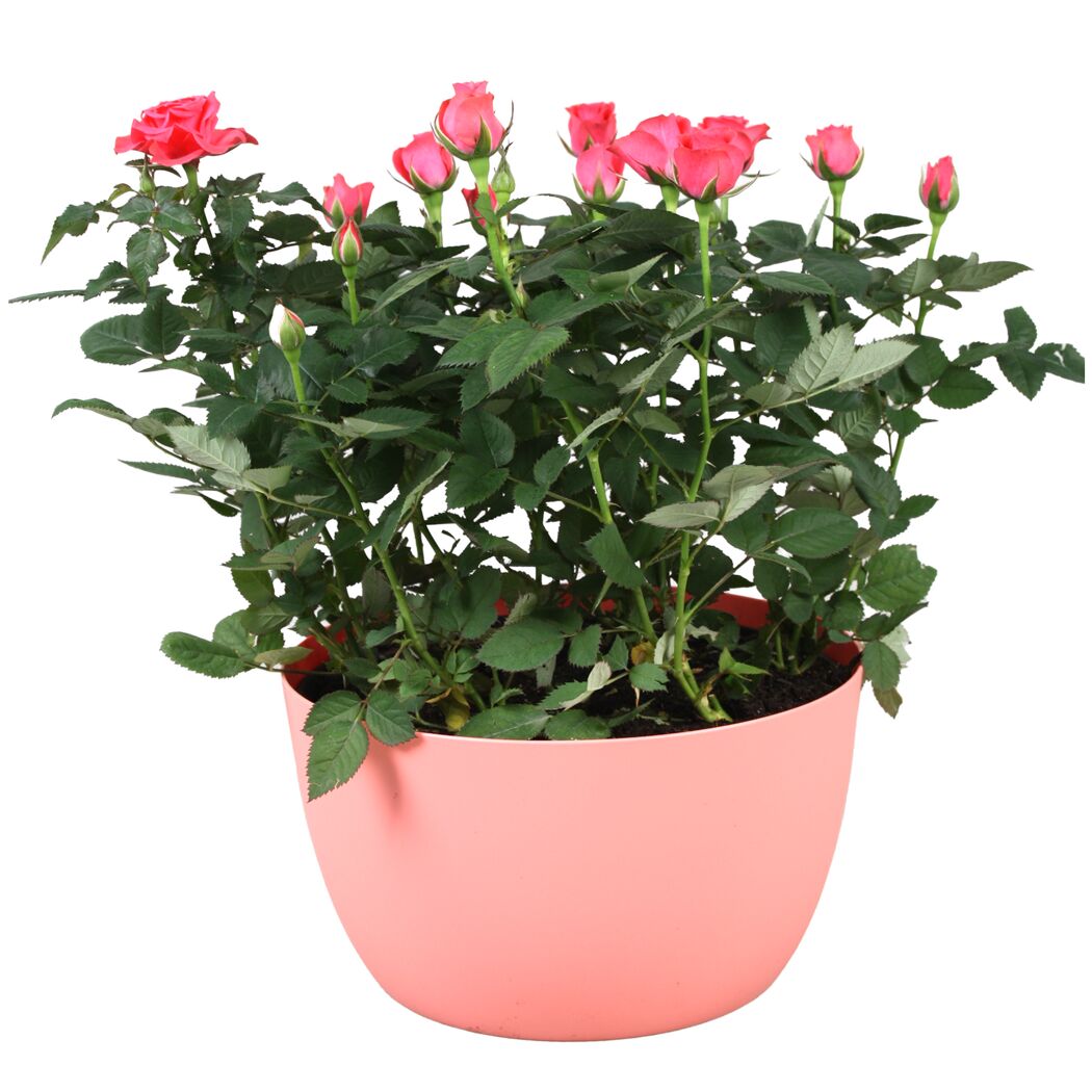 Rosafarbene Rosen in einem Topf