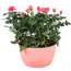 Rose in bunter Kunststoffschale, 20 cm Topf