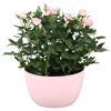 Rosenschale mit rosa Rosen