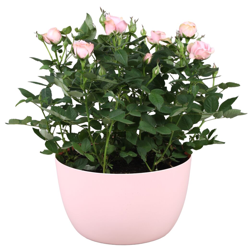 Rosenschale mit rosa Rosen