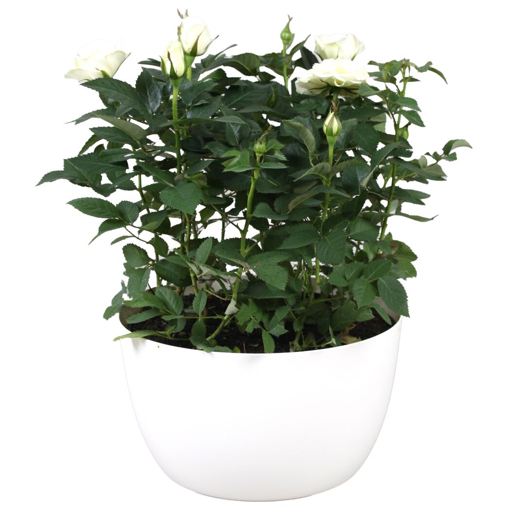 Weiße Rosen in einem Topf