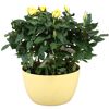 Gelbe Rosen in gelbem Topf