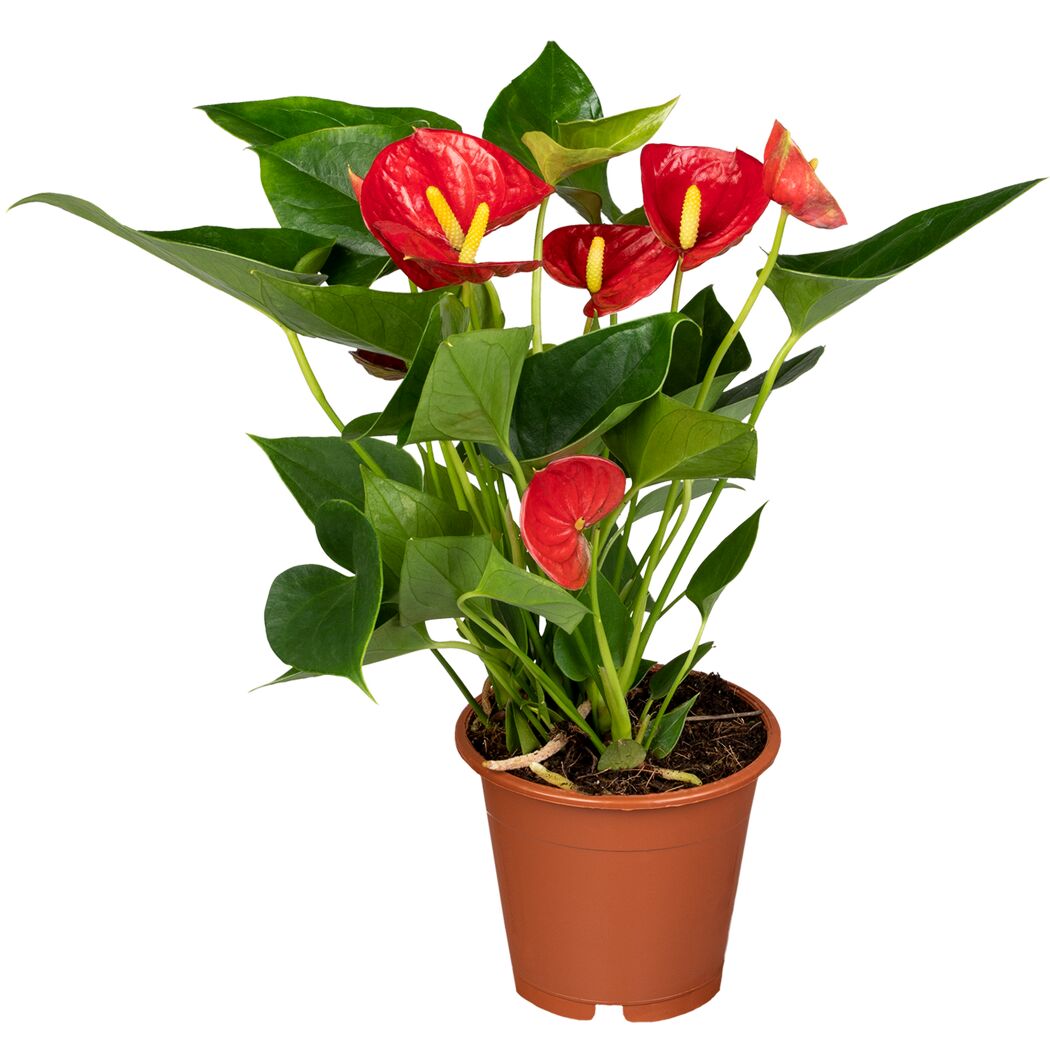 Flamingoblume verschiedene Farben 12 cm Topf