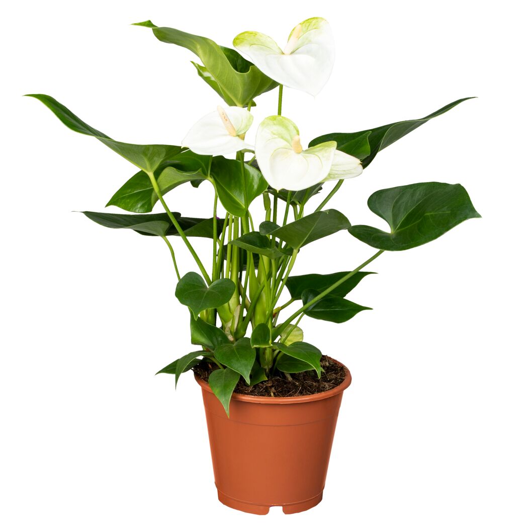 Anthurie mit weißen Blüten im Topf