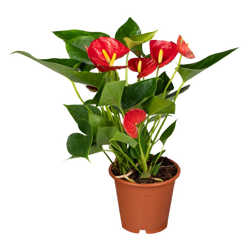 Topfpflanze Anthurie rosa im Topf