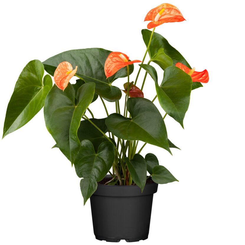 Anthurie mit orangefarbenen Blüten in schwarzem Topf