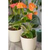 Zwei orangefarbene Flamingoblumen in weißen Töpfen