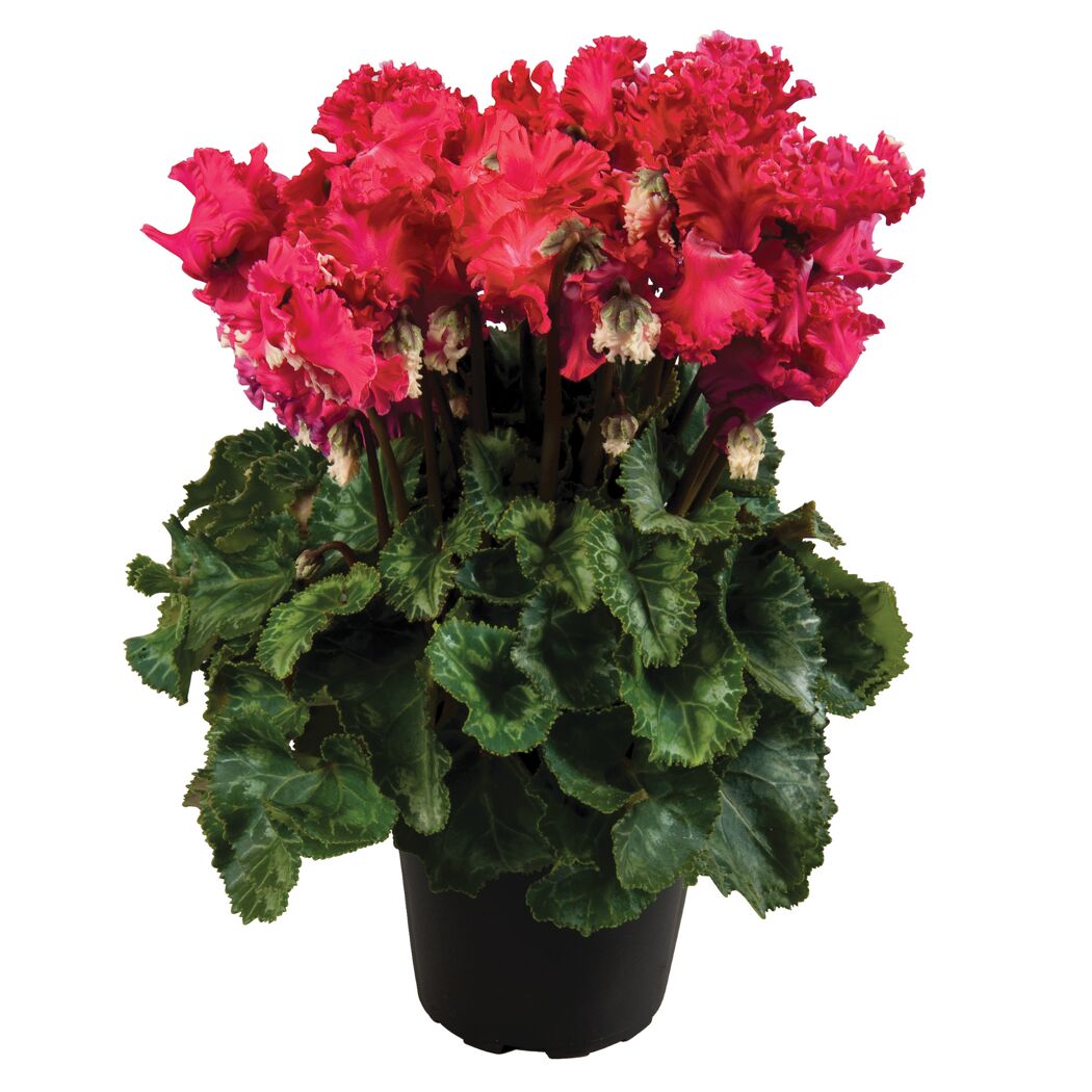 Alpenveilchen gefranst verschiedene Farben 13 cm Topf