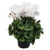 Alpenveilchen gefranst verschiedene Farben 13 cm Topf