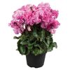Alpenveilchen gefranst verschiedene Farben 13 cm Topf