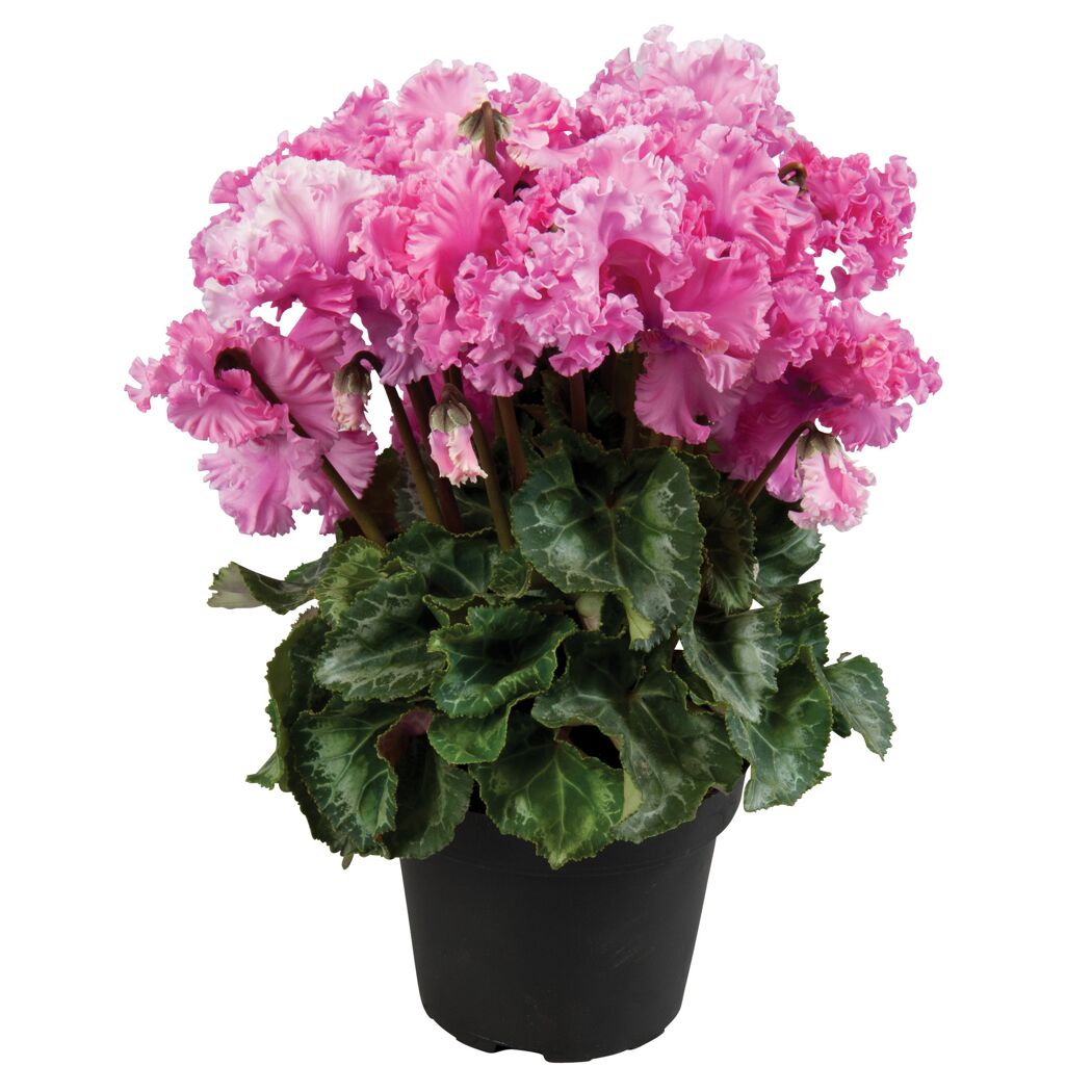Alpenveilchen gefranst verschiedene Farben 13 cm Topf