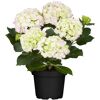 Hortensie mit hellrosa und hellgrünen Blüten in schwarzem Topf