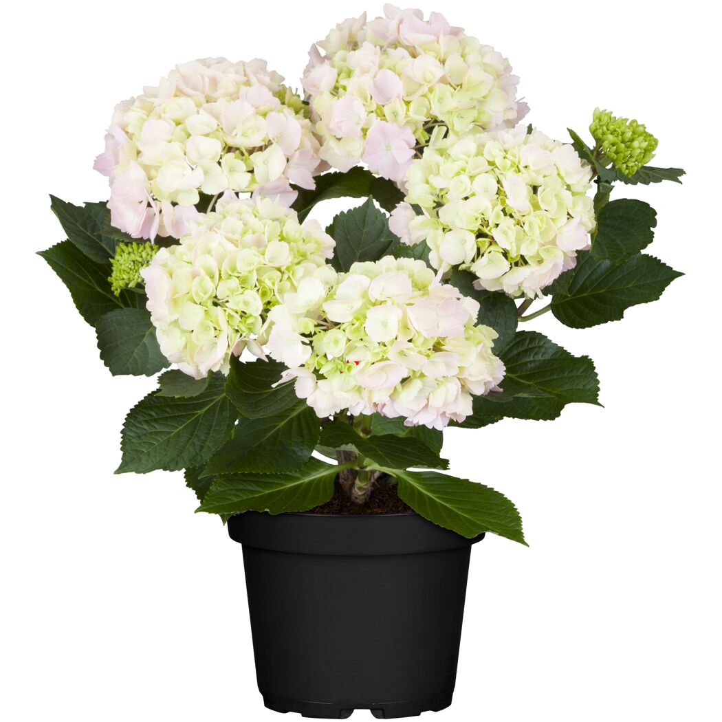 Hortensie mit hellrosa und hellgrünen Blüten in schwarzem Topf