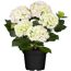 Hortensie mit hellrosa und hellgrünen Blüten in schwarzem Topf