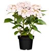 Hortensie mit rosa-weißen Blüten im Topf